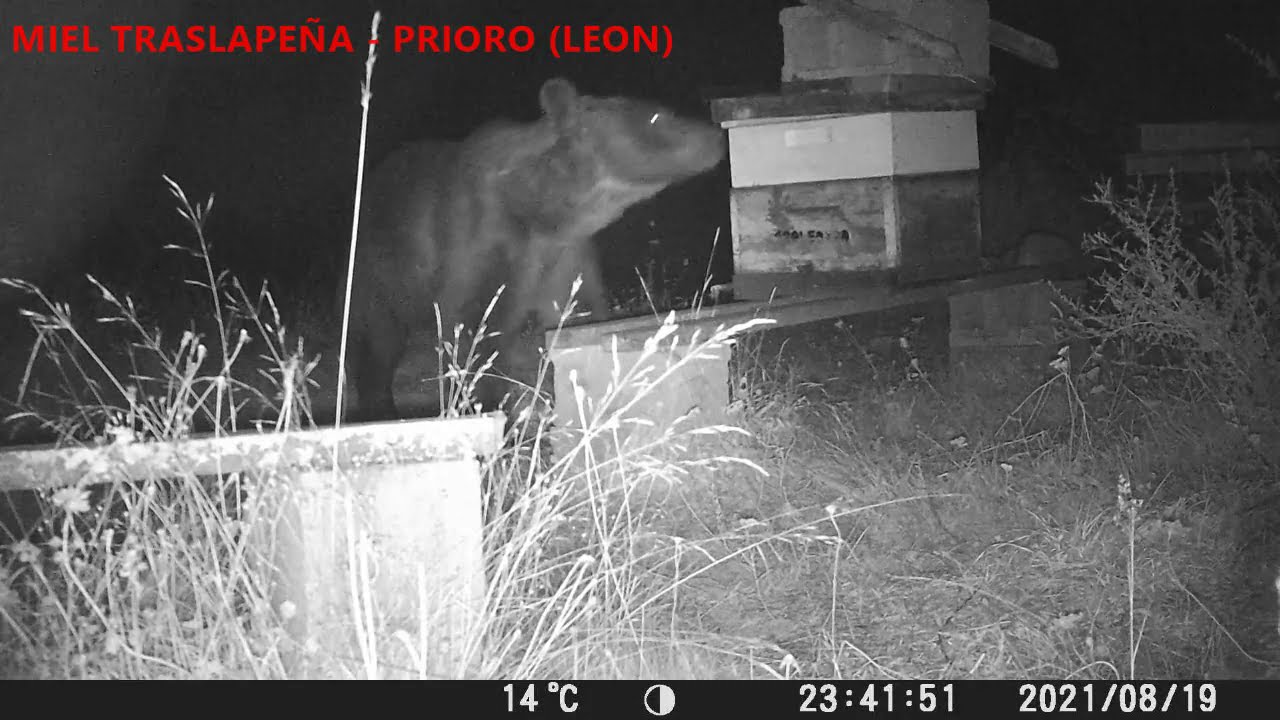 Oso alimentándose de miel en unas colmenas de Prioro (León)