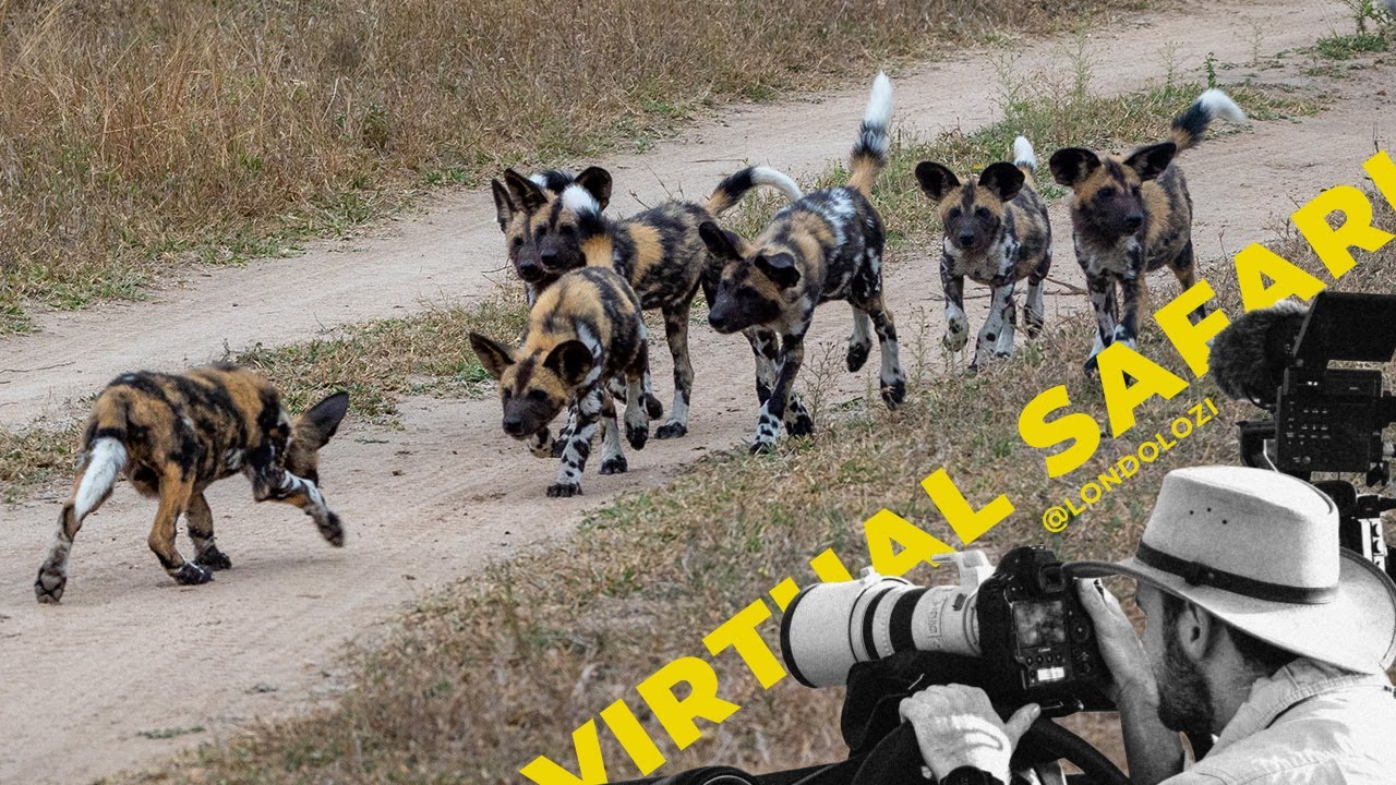 19 Wild Dog PUPS Cause CHAOS in the Bushveld! - Virtual Safari #182