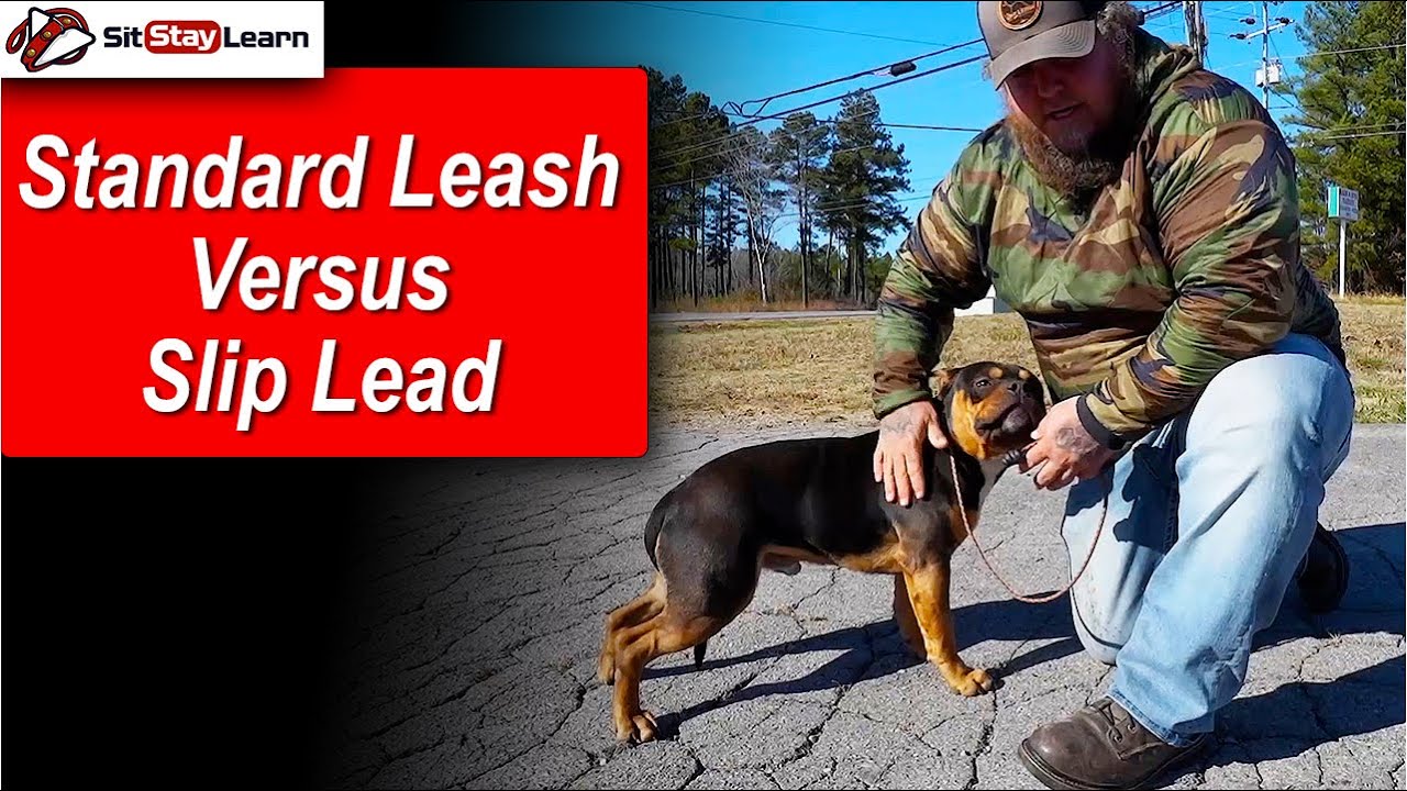 Standard Dog Lead VS Slip Lead