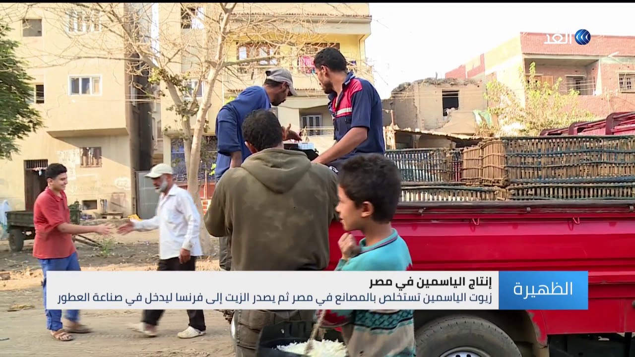 شبرا بلولة.. قرية مصرية تنتج نصف الإنتاج العالمي من زهور الياسمين