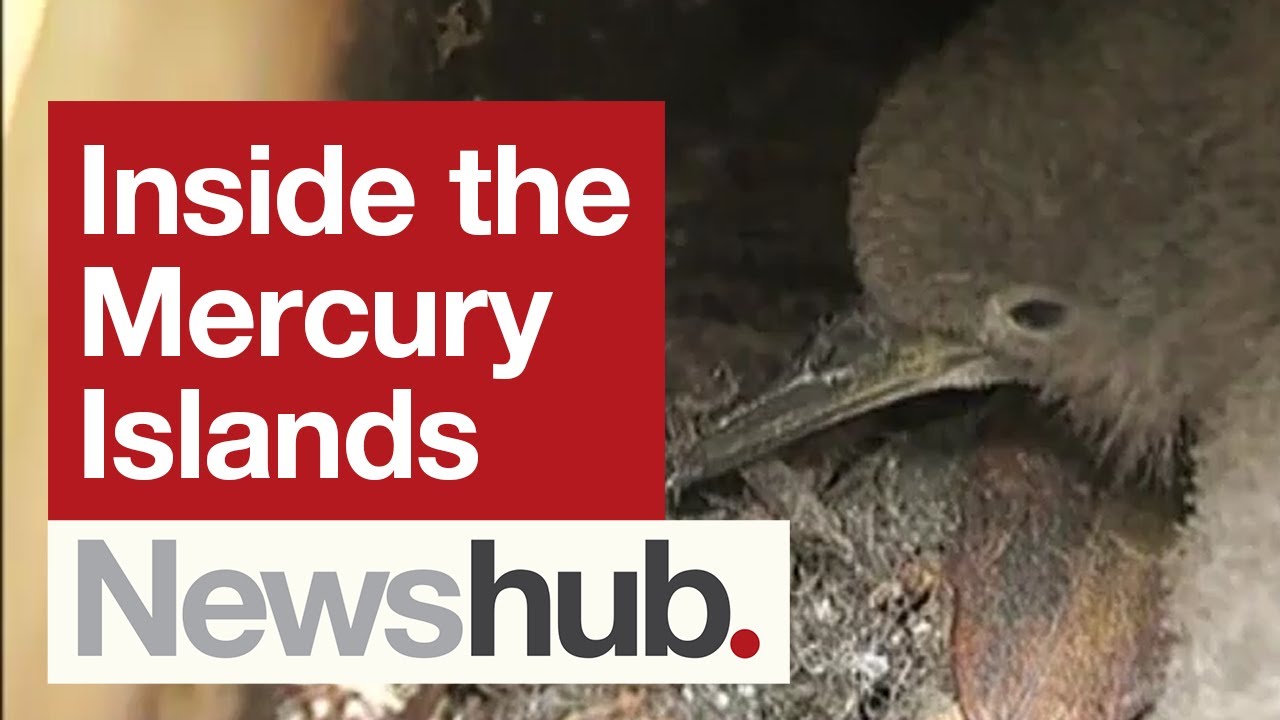 DoC rangers fight hard to keep the Mercury Islands predator-free | Newshub