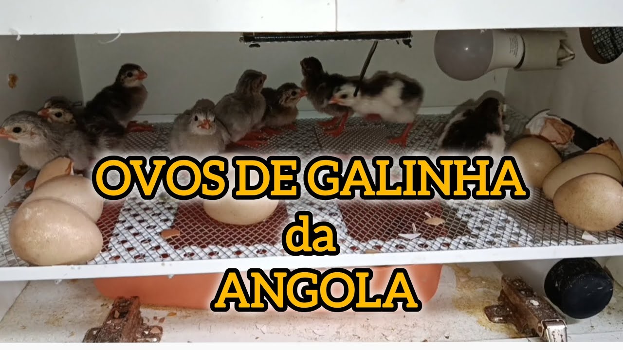 COMO CHOCAR OVO DE GALINHA DA ANGOLA (CAPOTE)