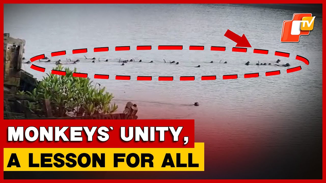 Monkey Troop Tries To Save Companion From Crocodile Attack In Odisha