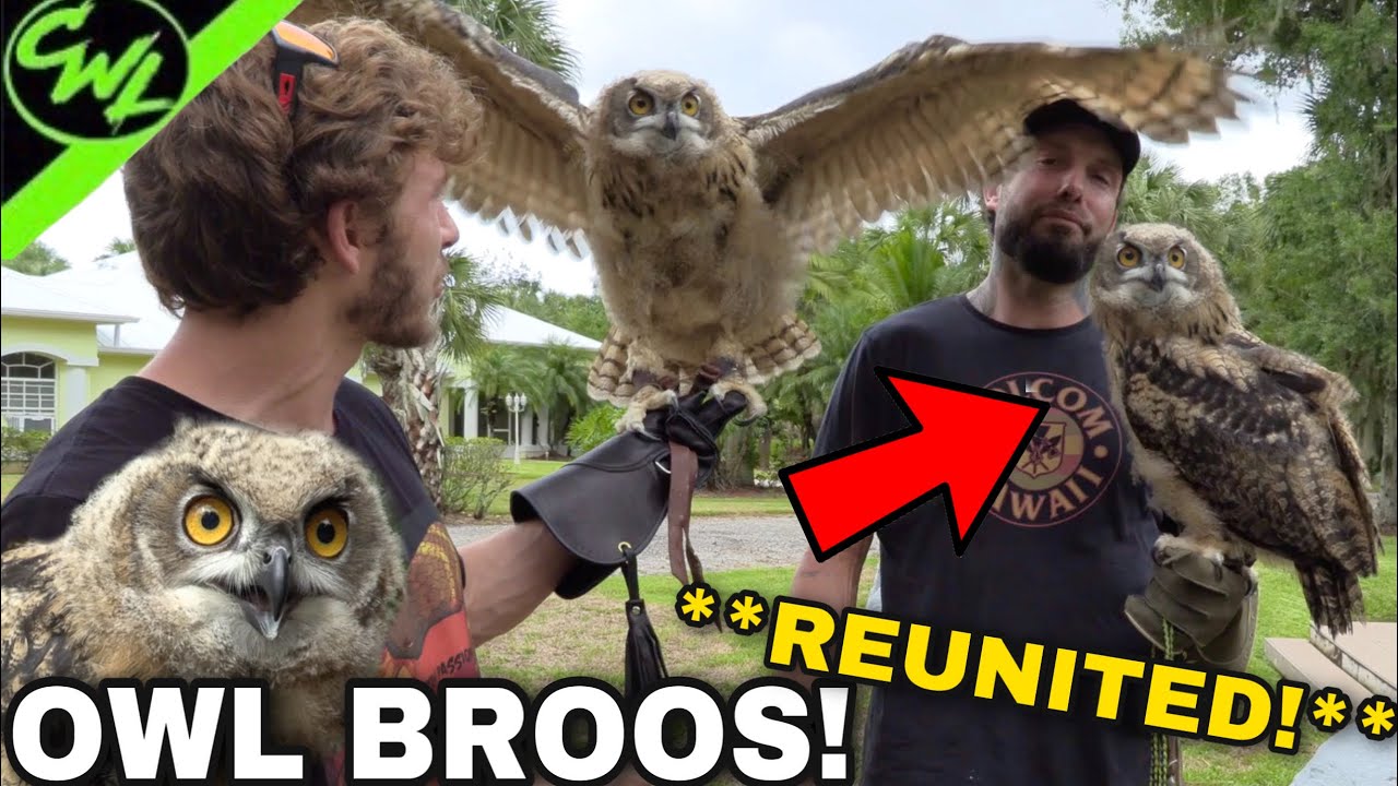 BROTHER OWLS REUNITED!!!