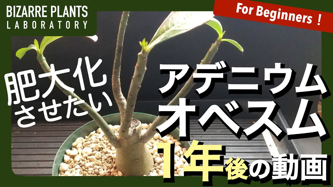 【アデニウム オベスム】1年後の経過動画！！肥大化計画 掘り起こしてみました