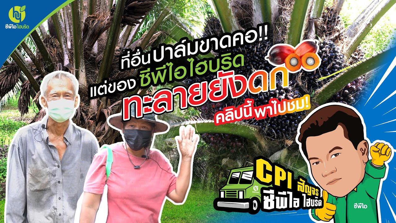 EP.4 ชมแปลงเกษตรกรในจังหวัดชุมพร ที่ยังคงทะลายดกและให้ผลผลิตต่อเนื่อง | ซีพีไอสัญจร
