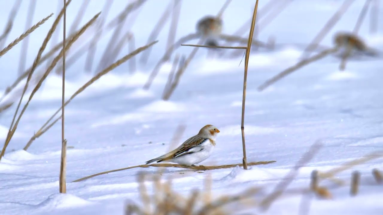 ユキホオジロ@2026.1  Snow Bunting