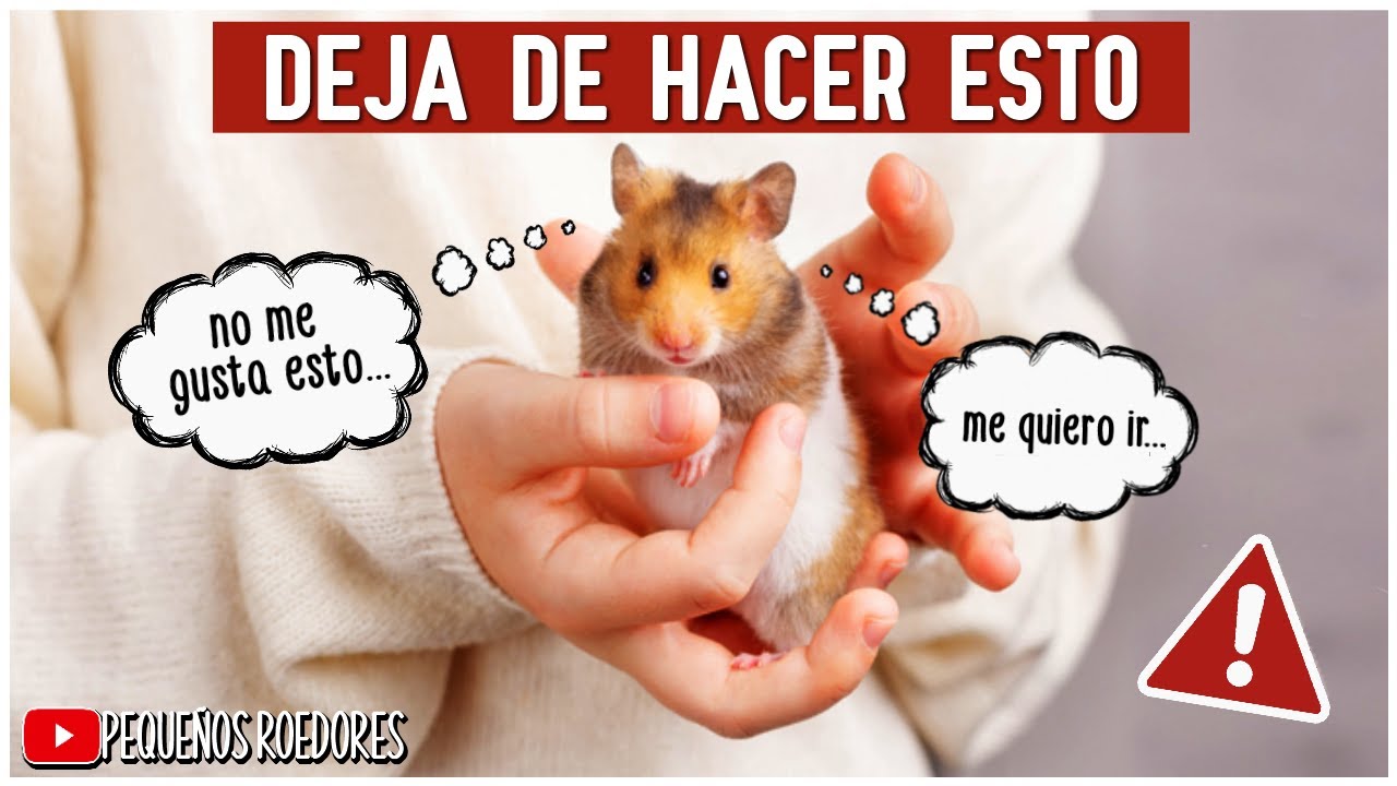15 Cosas que tu hamster ODIA de TI