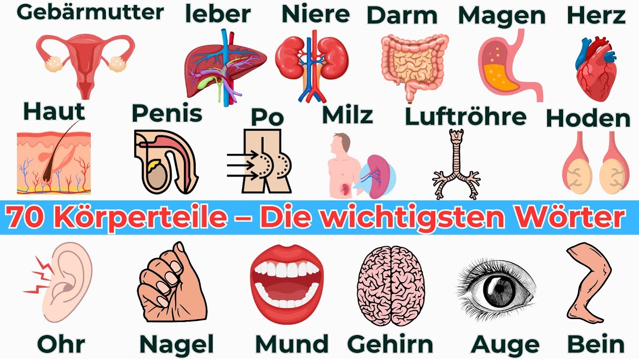 Deutsch lernen  Körperteile – Lerne die wichtigsten Wörter-Learn German body parts