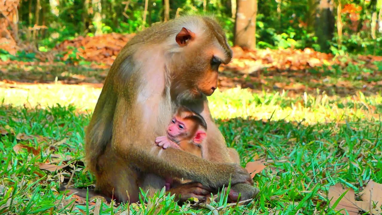 Poor Newborn Really Is Disappointed With His Mother Libby Not Give Milk