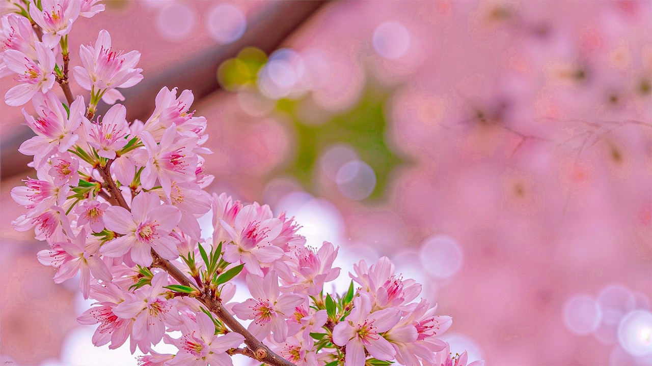 Нежная музыка успокаивает нервную систему и радует душу 🌸 целительная музыка для сердца