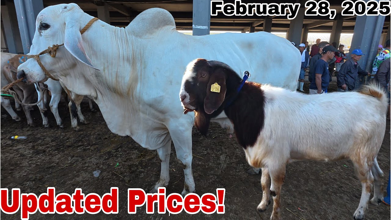 February 28, 2025 Presyo ng Baka, Kambing at Kalabaw sa Padre Garcia Batangas