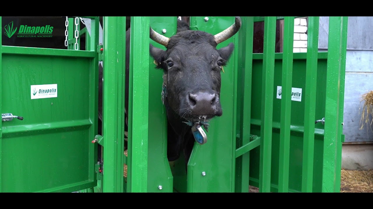 Veterinarinės staklės, karvės fiksavimo gardas, gyvulių fiksavimo gardas - DINAPOLIS
