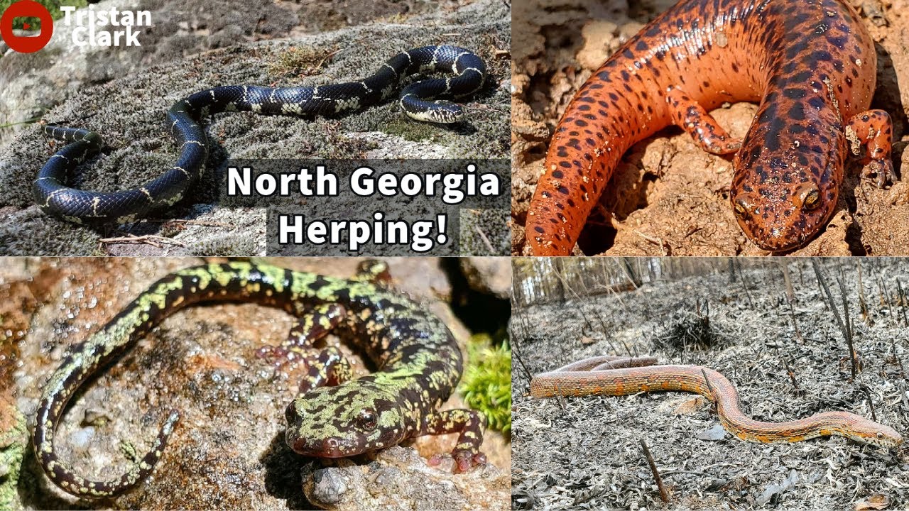 Green Salamander, Eastern Kingsnake, Corn Snake and More! North Georgia Herping.