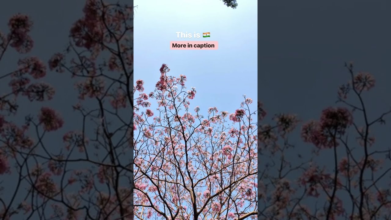 Cherry Blossom in India 🇮🇳 | Love Karnival #SHORTS #cherryblossom #springtime