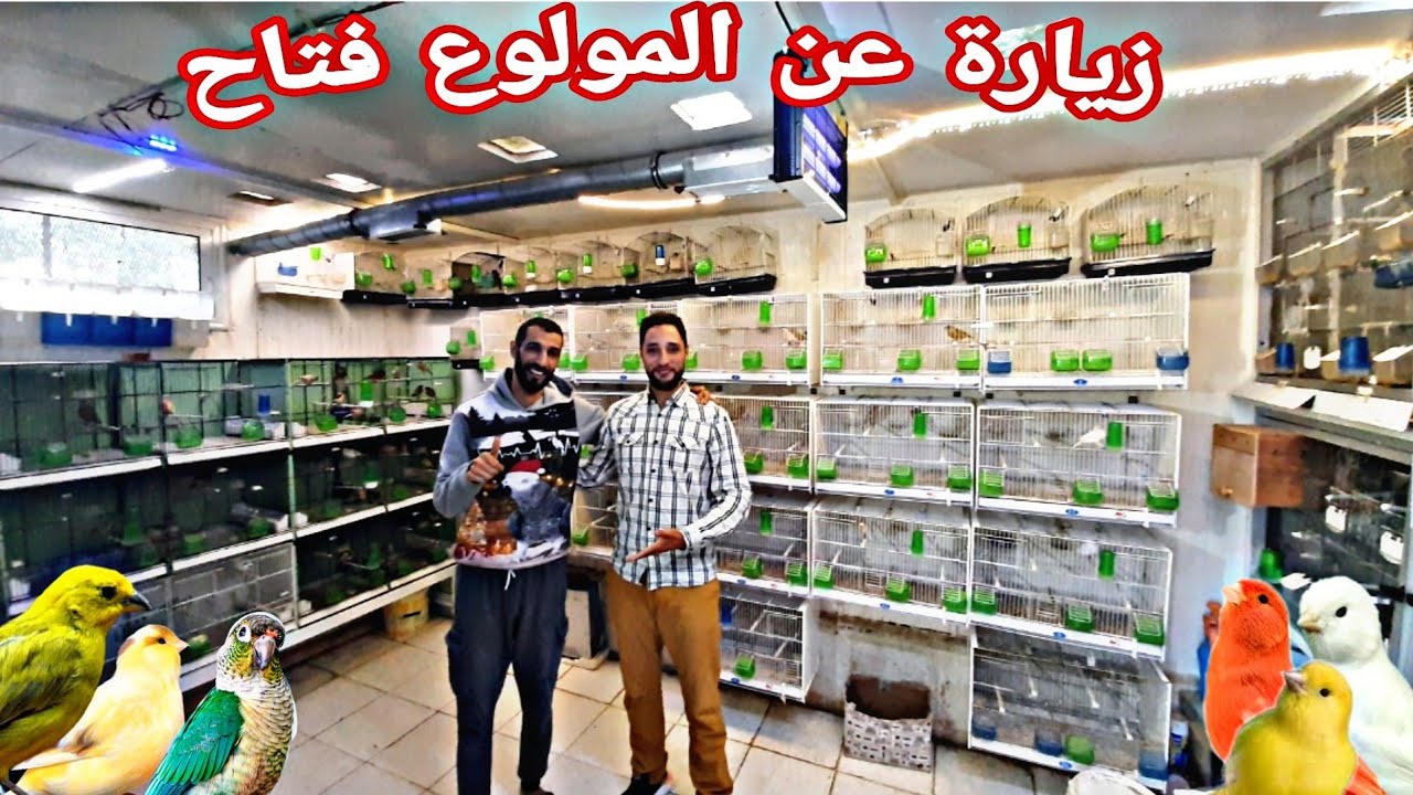 زيارة عند فتاح🔥شارك معانا الولاعة ديالو طريقة التربية الطفرات معلومات للمربي رفقة عتمان فرجة ممتعة