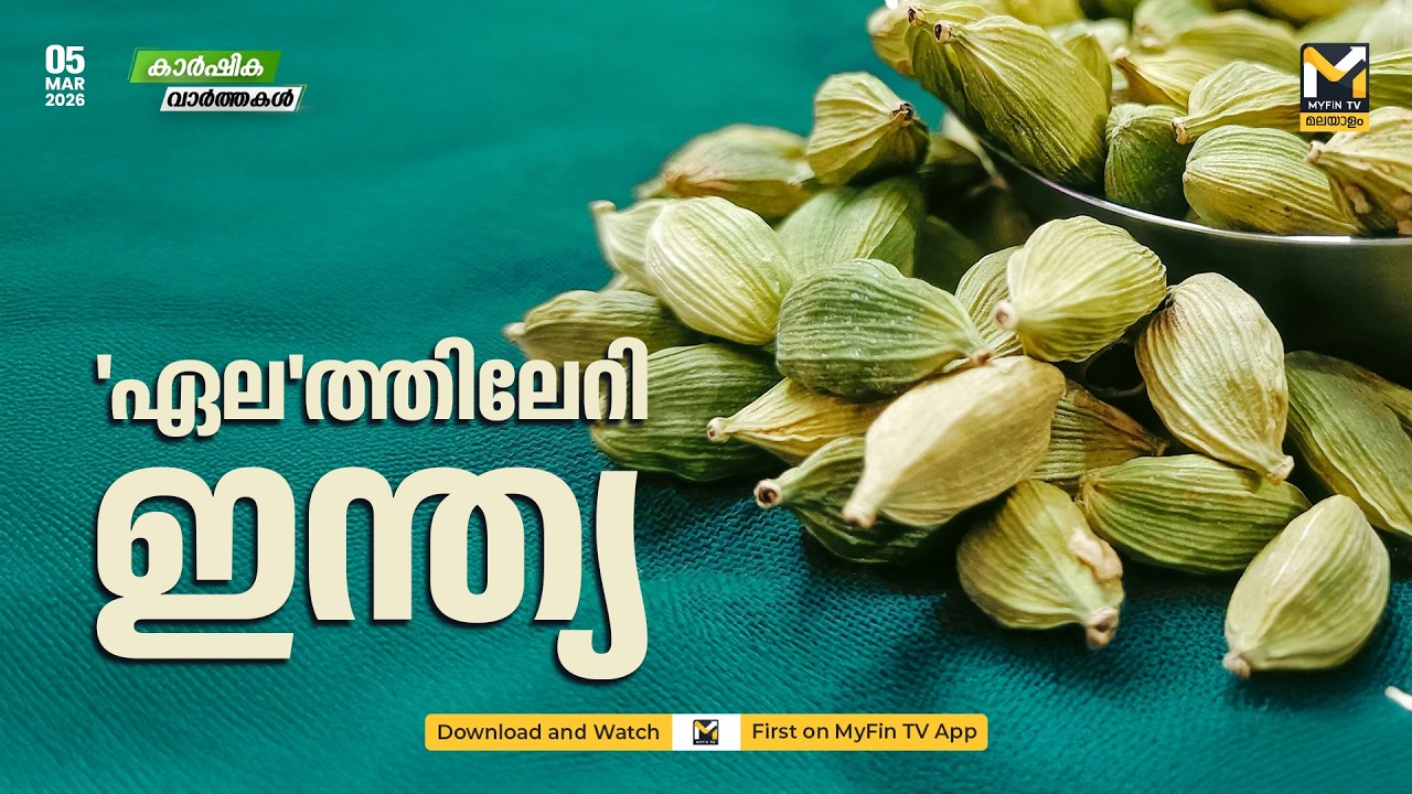 ഗ്വാട്ടിമാലയില്‍ ഏലം ഉല്‍പാദനം ഇടിഞ്ഞു; ആഗോള വിപണി പിടിച്ചടക്കാന്‍ ഇന്ത്യന്‍ ഏലക്ക | AGRI NEWS