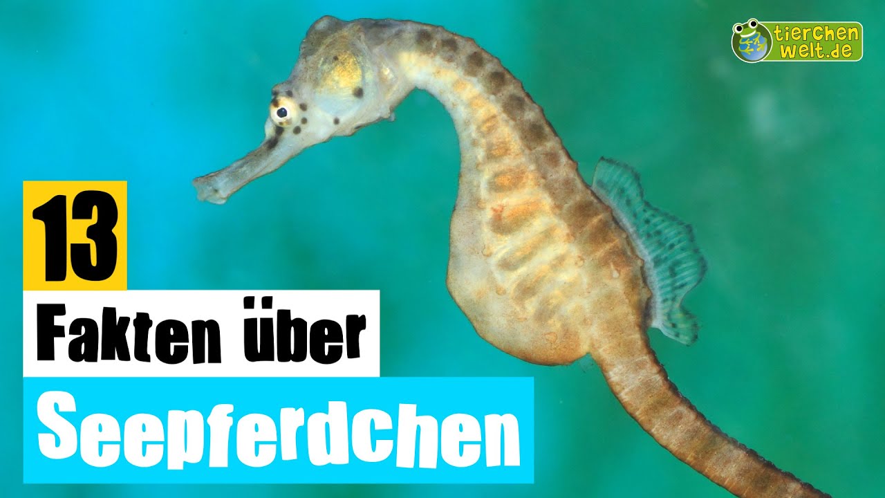 13 Steckbrief-Fakten über Seepferdchen - Doku-Wissen über Tiere - für Kinder