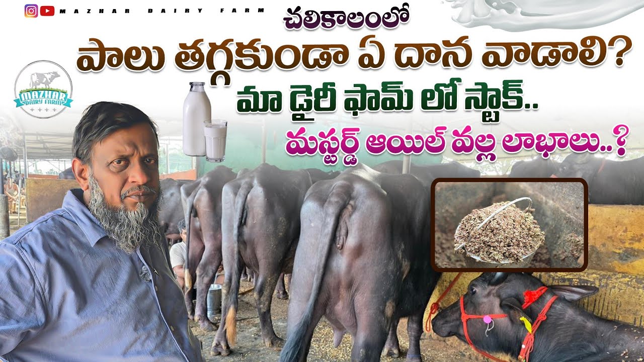 మిల్క్ తగ్గకుండా ఉంచే ఫీడ్ సీక్రెట్ | Mazhar Dairy Feed Formula // full stock available 