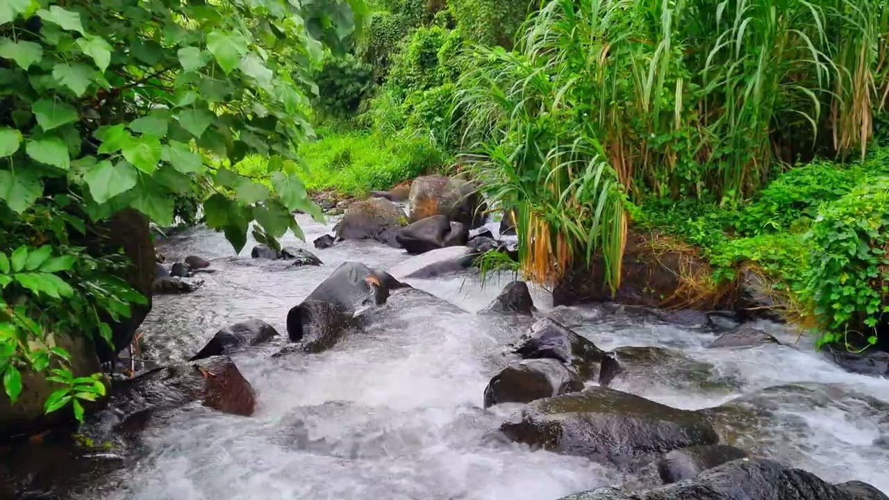 Stream Ambience for Study &bull; 1 Hour Natural Water Flow for Focus, Clarity & Productivity 4K