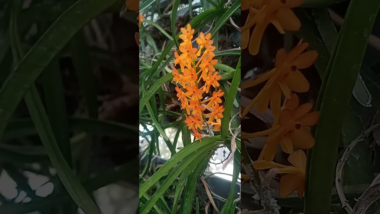 Vanda Miniatum Orchid 