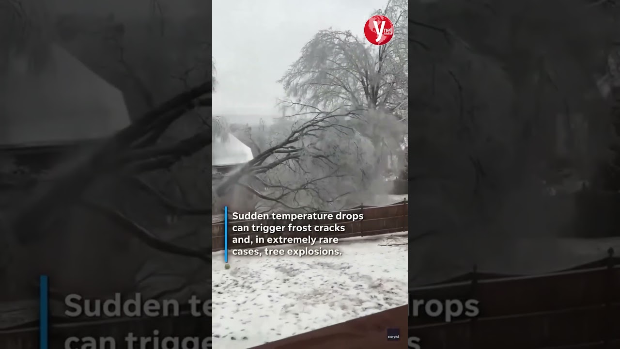 Trees &lsquo;exploding&rsquo; across US as Arctic blast freezes nation