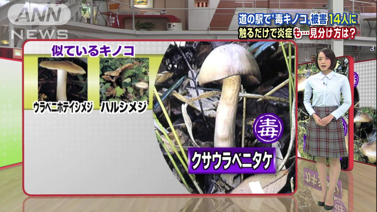 触るだけで炎症も・・・危険な&ldquo;毒キノコ&rdquo;の見分け方(14/09/23)