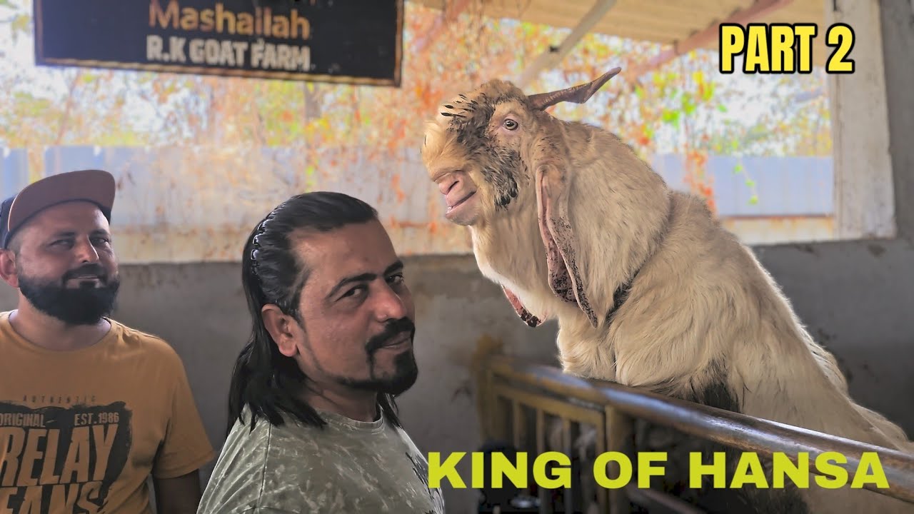 R.K GOAT FARM PART 2 | 90+ BADA KYA HAI USME KHAS | FAISAL BHAI A MAN WITH GOLDEN HEART