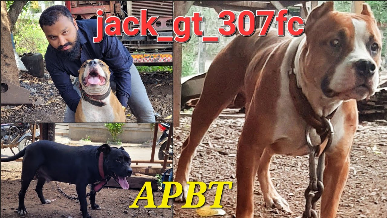 Jack gt307_dog kennel karad (APBT) dogs,#pitbull