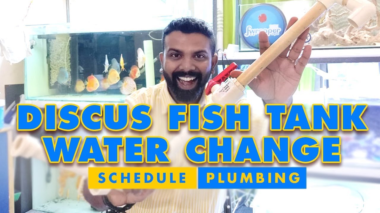 Discus Fish Tank Water Change | Schedule & Plumbing