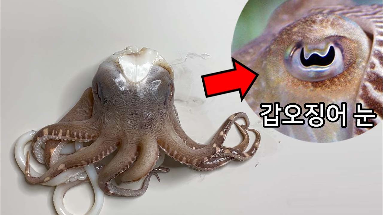 갑오징어는 눈이 왜 W 모양 일까?
