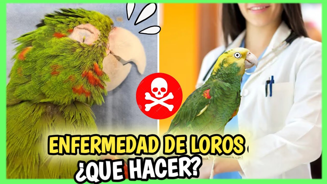 Loro Enfermo Que Hacer | Enfermedades de loros, Síntomas, Remedios, Alimento