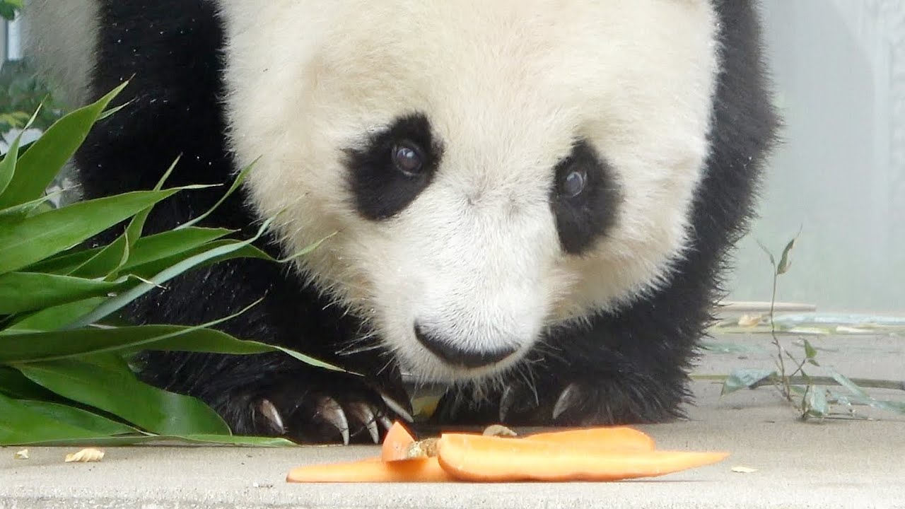 ミストのなかからタンタン登場♥ お食事タイム！！ #かわいい #パンダ #神戸市 #王子動物園