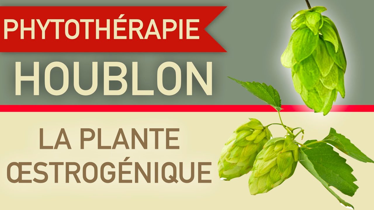 Le houblon, la plante œstrogénique