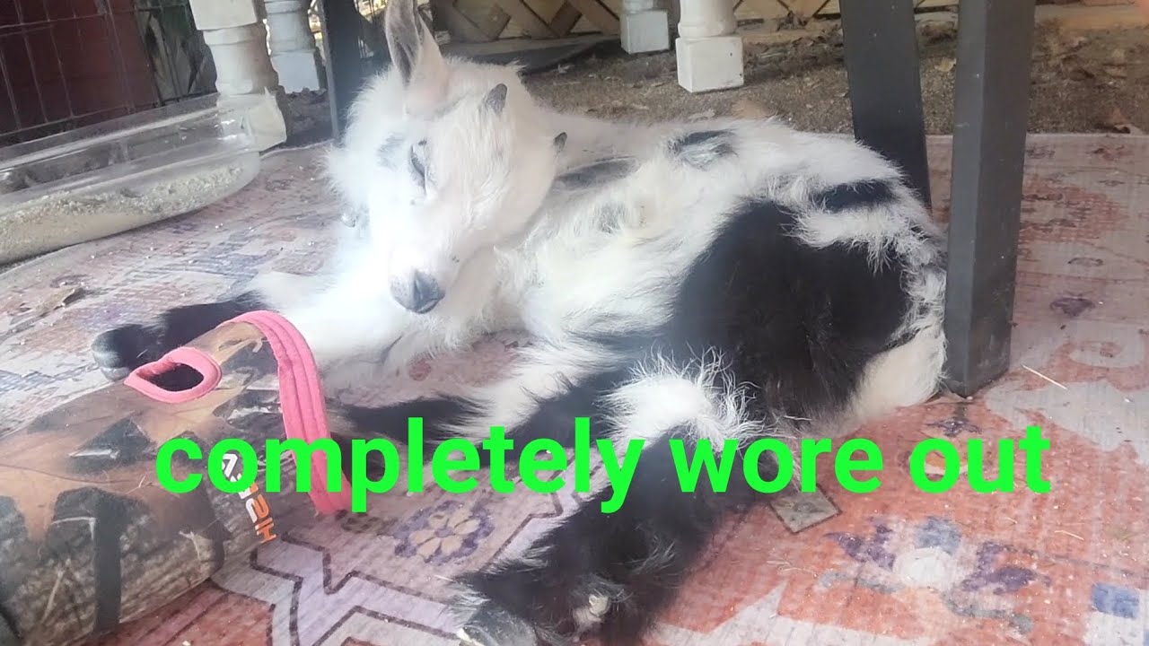 Completely Wore Out 