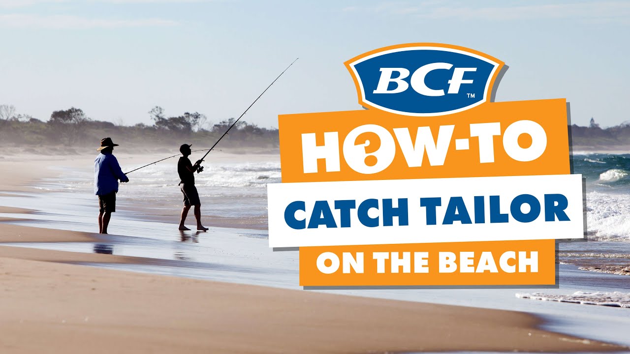 How to Catch Tailor - Beach Fishing