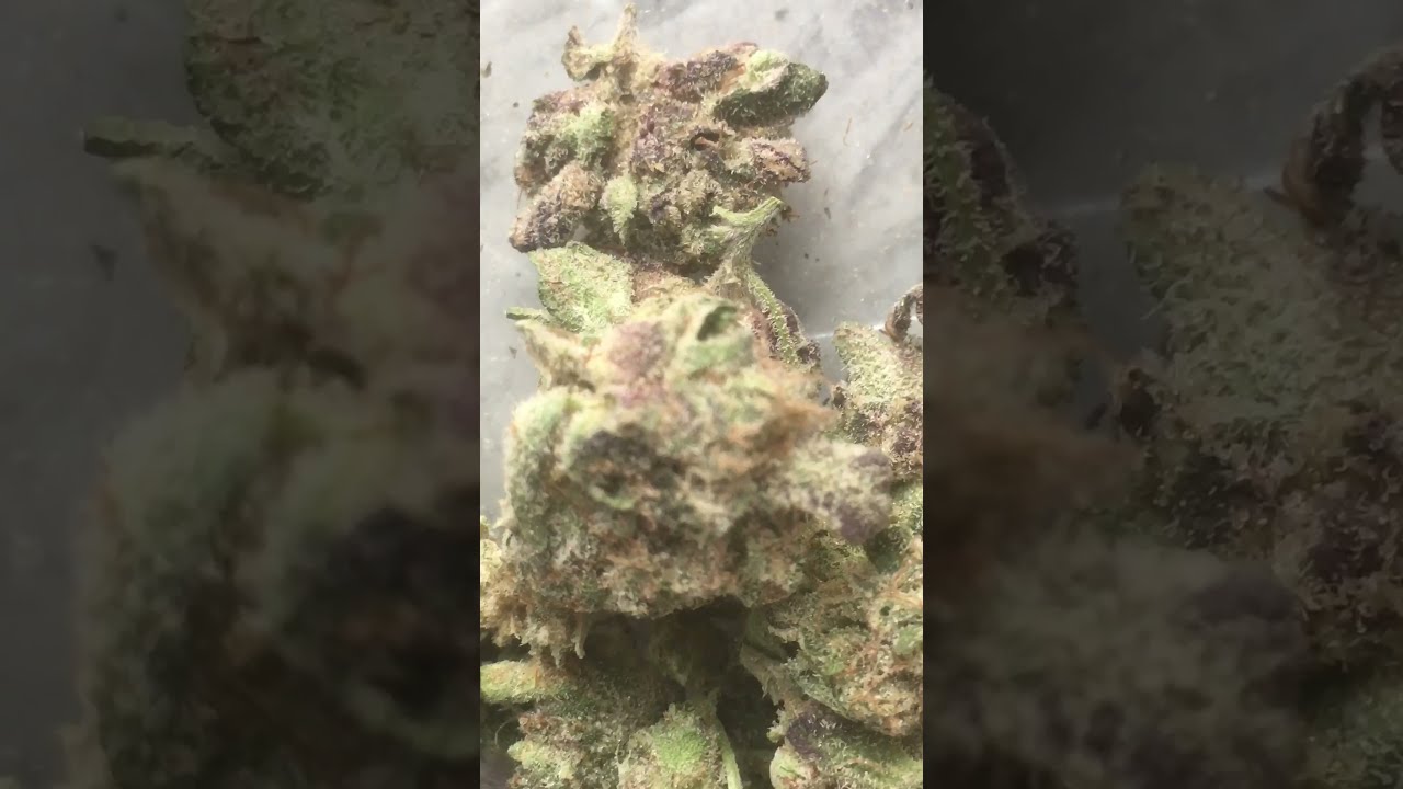 Strain review MADCOW genetics