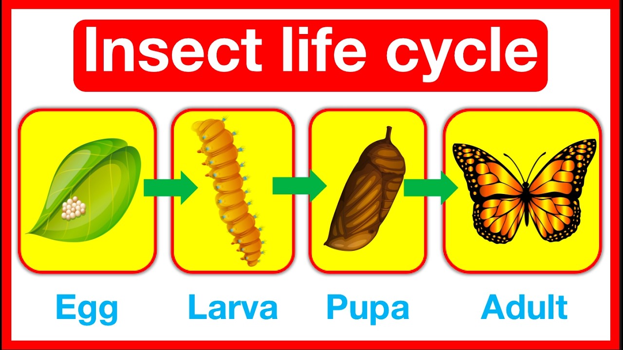 Insect Life Cycle 🤔 | Butterfly & Dragonfly life cycle | metamorphosis vs incomplete metamorphosis