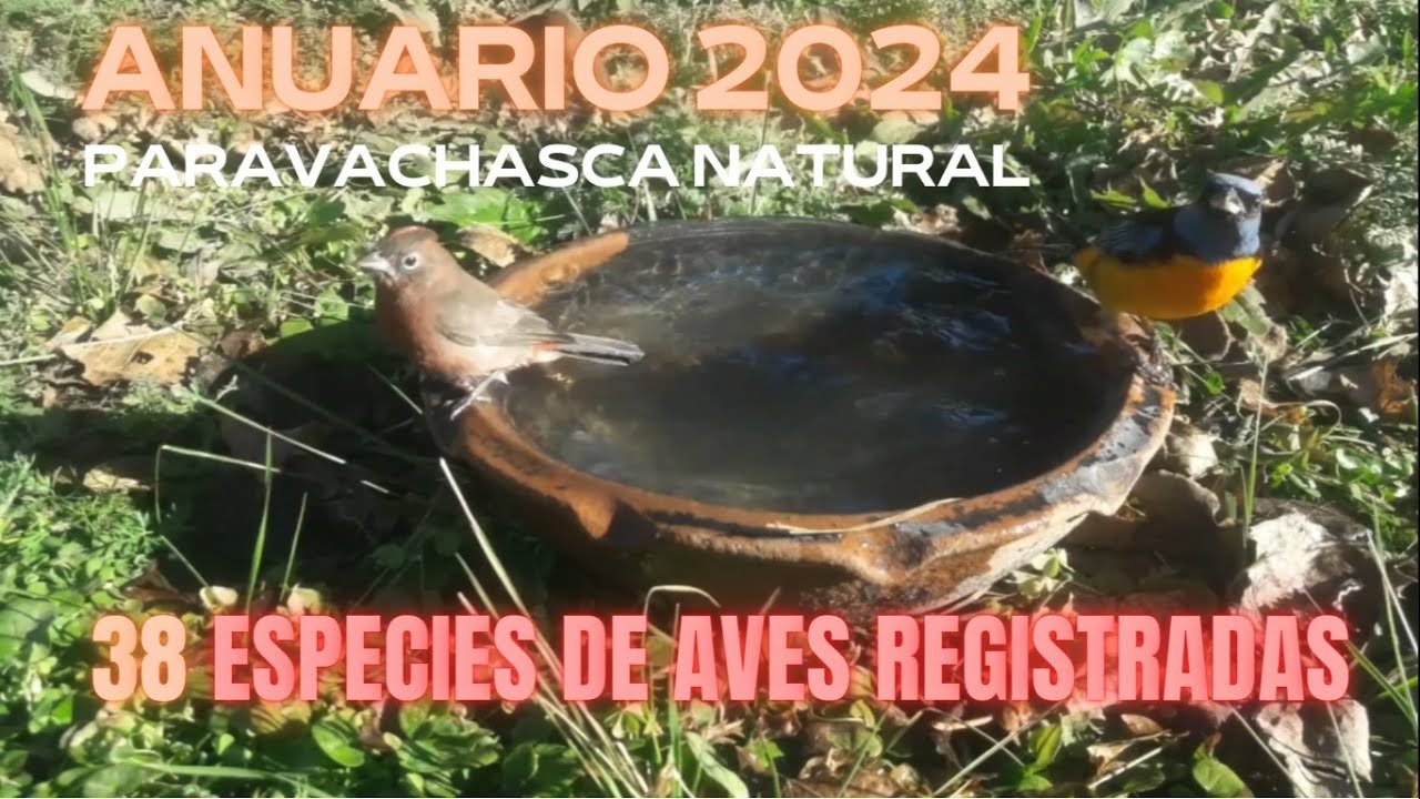 ANUARIO 2024 - todas las aves del jardin