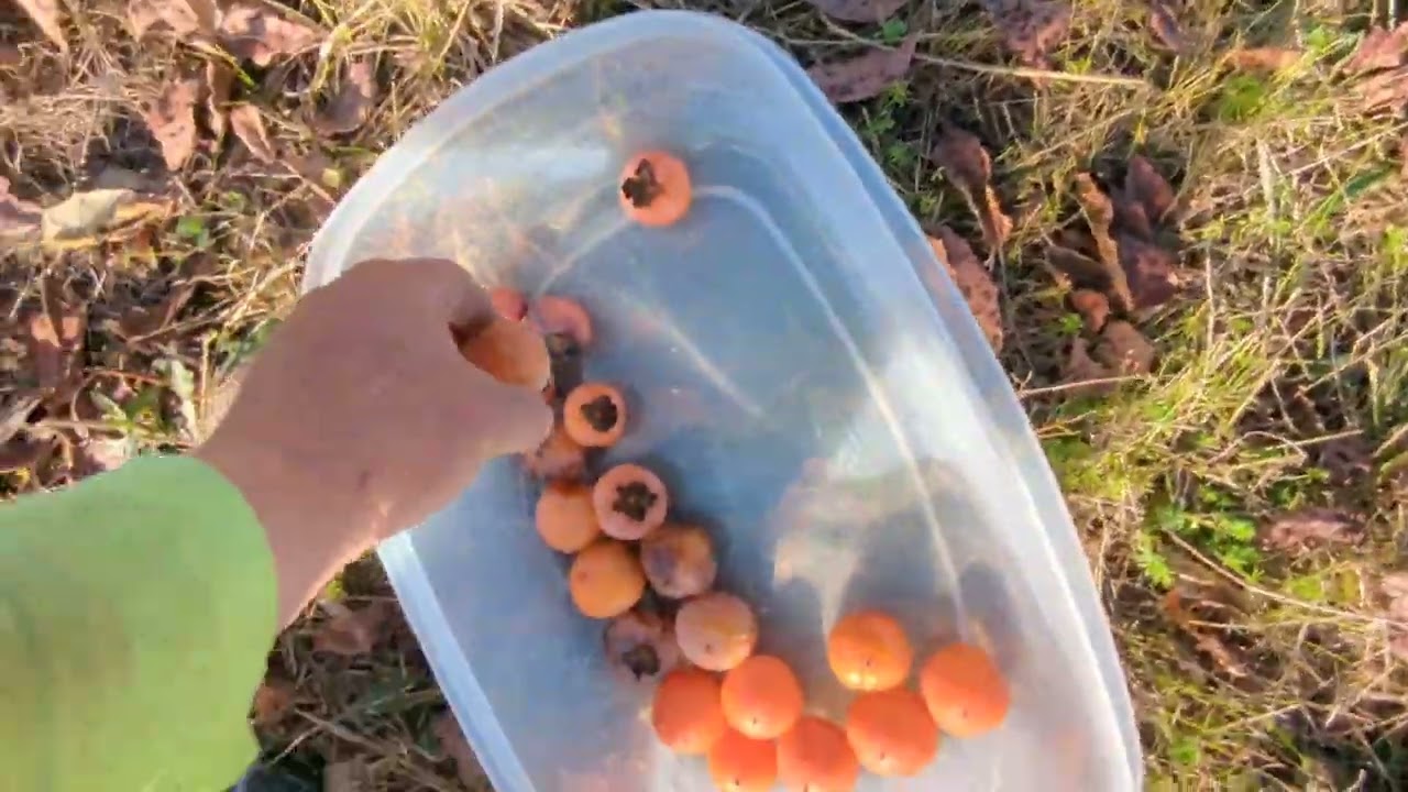 tasting different persimmon cultivars