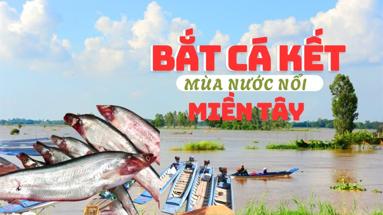 MÙA NƯỚC NỔI VỀ – DÂN ĐẦU NGUỒN GIĂNG LƯỚI BẮT  LOÀI CÁ NỬA TRIỆU ĐỒNG/Kg l Miền Tây Phố