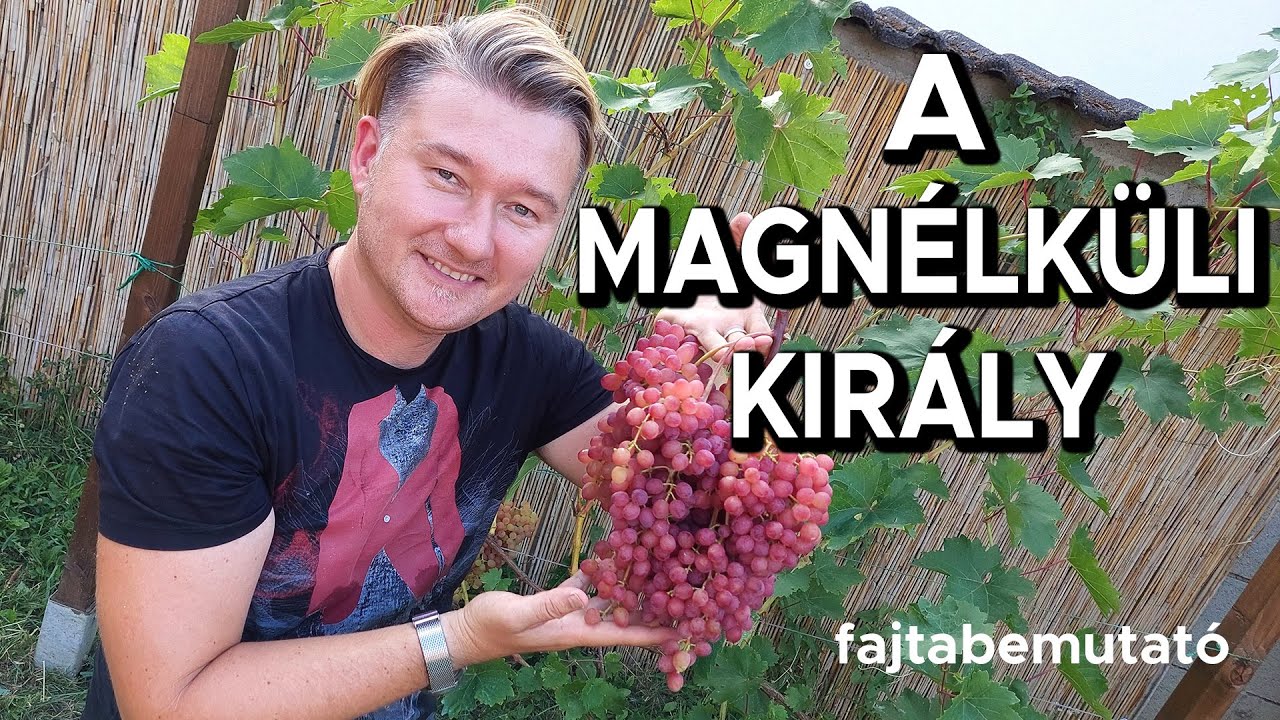 🍇 A MAGNÉLKÜLI SZŐLŐK KIRÁLYA!  🍇  🍇   🍇  VELESZ - fajtabemutató