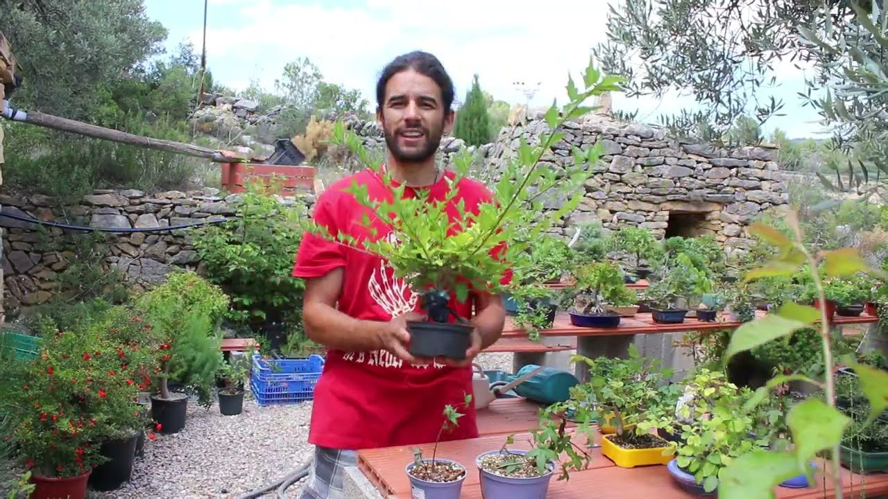 acodo de arce Nioi, Premna japonica