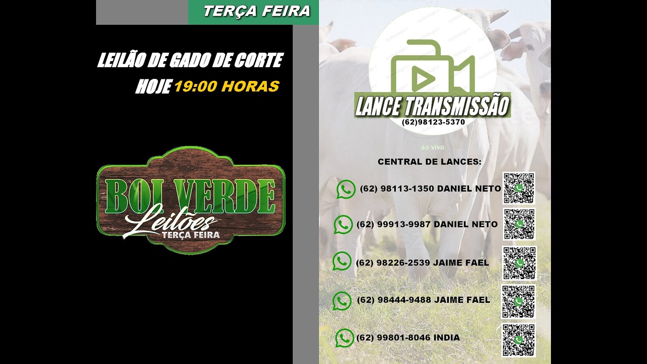 LEILÃO  GADO DE CORTE-  BOI VERDE - SANTA TEREZINHA DE GOIÁS
