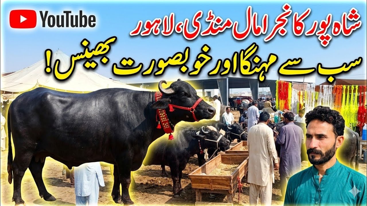 #salamyahussainع #cow #forsell #lifeisbutadream 