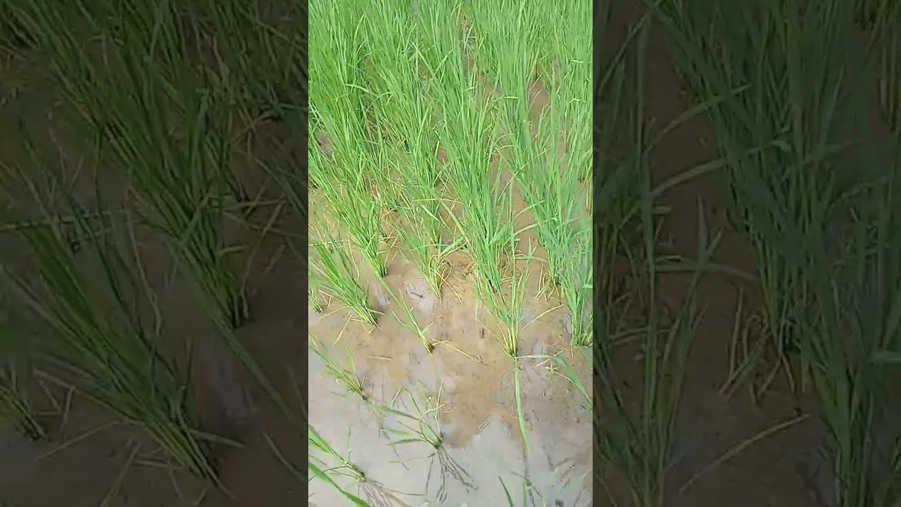 My daily life dito naman tayo palayan guys maghilamon naman tayo part1