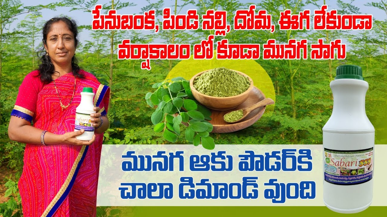 మునగ ఆకు సాగు | శబరి 555 | Moringa Leaves Cultivation | Sabari - 555 | AgriTech Telugu