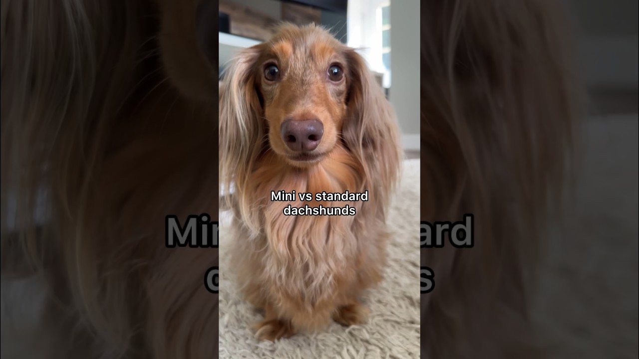What&rsquo;s the difference between a mini & standard dachshund? #dachshund #minidachshund #dachshundpuppy