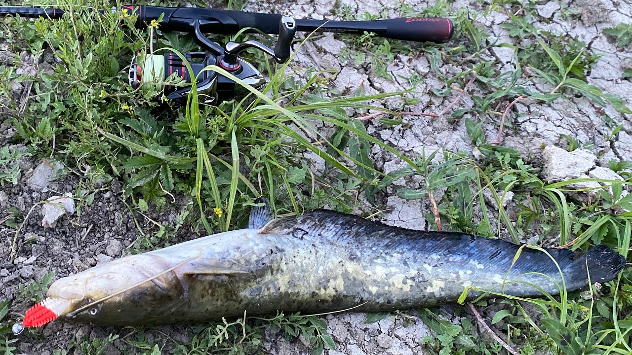 S&uuml;llő, Harcsa, Balin, Csuka. 🎣Parti perget&eacute;s a Tisz&aacute;n #1 &eacute;s a Zagyv&aacute;n. 🤡+Extra a v&eacute;g&eacute;re!