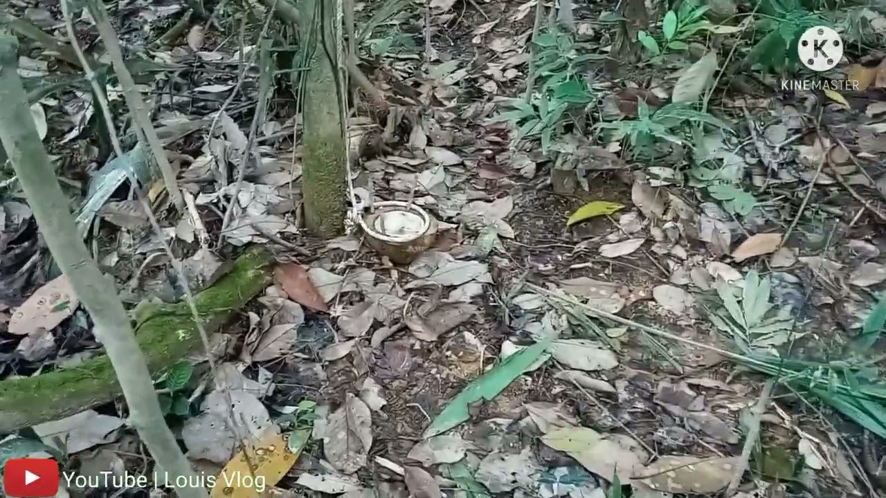 Check jerat babi hutan & umpan kelapa di bawa lari 🐗🐗